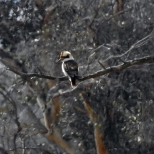 Dacelo novaeguineae at Paddys River, ACT - 12 Jul 2018