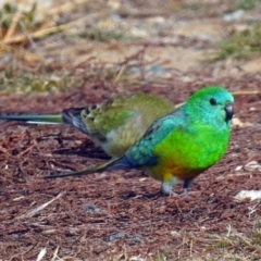 Psephotus haematonotus (Red-rumped Parrot) at Paddys River, ACT - 12 Jul 2018 by RodDeb