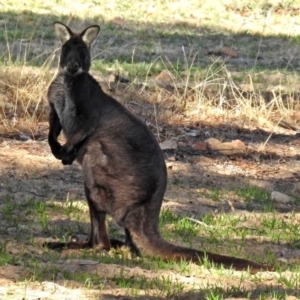 Osphranter robustus robustus at Gordon, ACT - 12 Jul 2018 02:22 PM