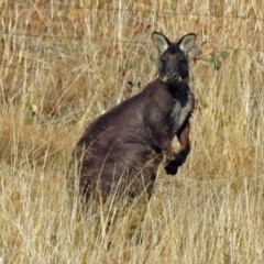 Osphranter robustus robustus at Gordon, ACT - 12 Jul 2018 02:22 PM