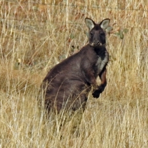 Osphranter robustus robustus at Gordon, ACT - 12 Jul 2018 02:22 PM