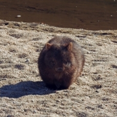 Vombatus ursinus (Common wombat, Bare-nosed Wombat) at Tharwa, ACT - 12 Jul 2018 by RodDeb