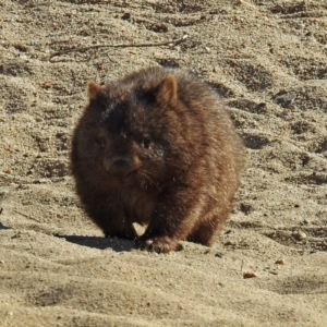 Vombatus ursinus at Tharwa, ACT - 12 Jul 2018