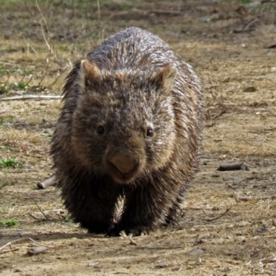 Vombatus ursinus (Bare-nosed Wombat) at Tennent, ACT - 12 Jul 2018 by RodDeb