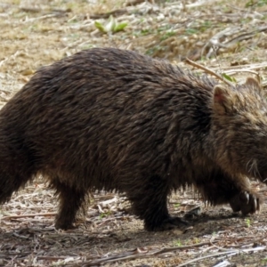 Vombatus ursinus at Tennent, ACT - 12 Jul 2018