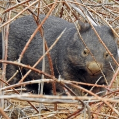 Vombatus ursinus at Tennent, ACT - 12 Jul 2018 12:34 PM