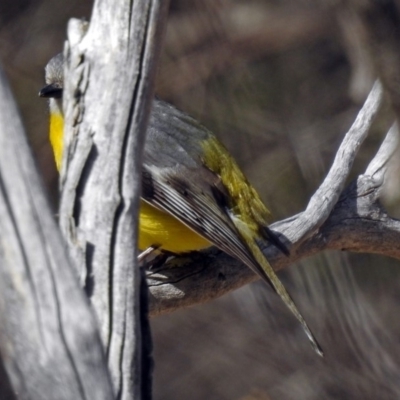 Eopsaltria australis (Eastern Yellow Robin) at Tennent, ACT - 12 Jul 2018 by RodDeb