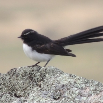 Rhipidura leucophrys (Willie Wagtail) at Booth, ACT - 2 Feb 2015 by michaelb