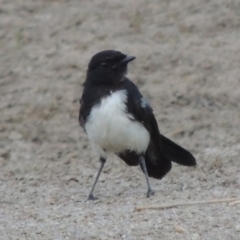 Rhipidura leucophrys (Willie Wagtail) at Paddys River, ACT - 2 Feb 2014 by michaelb