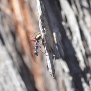 Dolichoderus scabridus at Wamboin, NSW - 29 Apr 2018