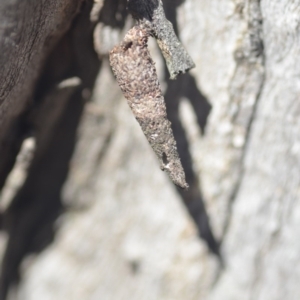 Conoeca or Lepidoscia (genera) IMMATURE at Wamboin, NSW - 27 Apr 2018 02:47 PM