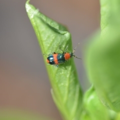 Dicranolaius bellulus (Red and Blue Pollen Beetle) at Wamboin, NSW - 29 Apr 2018 by natureguy