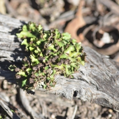 Heterodea sp. (A lichen) at Wamboin, NSW - 29 Apr 2018 by natureguy