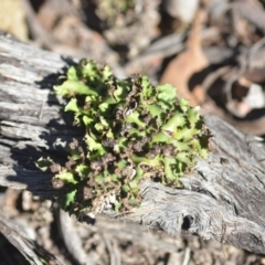 Heterodea sp. at Wamboin, NSW - 29 Apr 2018