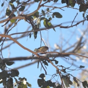 Acanthiza lineata at Wamboin, NSW - 29 Apr 2018 03:05 PM