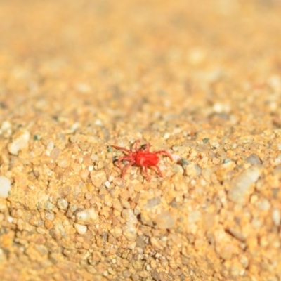 Trombidiidae (family) (Red velvet mite) at Wamboin, NSW - 29 Apr 2018 by natureguy