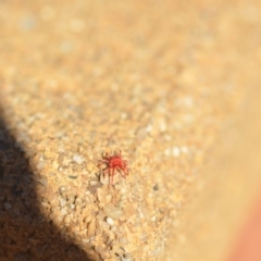 Trombidiidae (family) at Wamboin, NSW - 29 Apr 2018