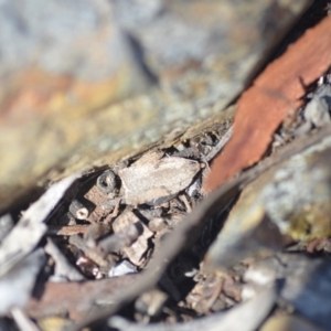 Tortricinae (subfamily) at Wamboin, NSW - 30 Apr 2018