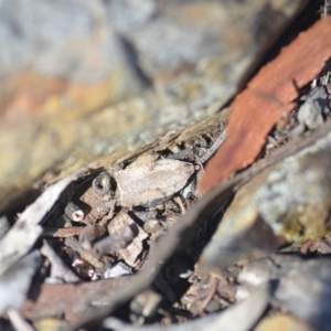 Tortricinae (subfamily) at Wamboin, NSW - 30 Apr 2018