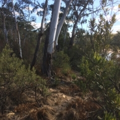 Eucalyptus viminalis at QPRC LGA - 11 Jul 2018 01:37 PM