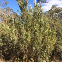 Grevillea arenaria subsp. arenaria (Nepean Spider Flower) at Oallen, NSW - 11 Jul 2018 by alexwatt