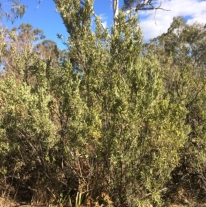 Grevillea arenaria subsp. arenaria at Oallen, NSW - 11 Jul 2018