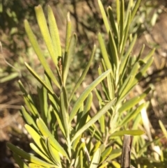 Grevillea arenaria subsp. arenaria at Oallen, NSW - 11 Jul 2018 01:25 PM