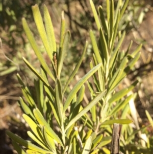 Grevillea arenaria subsp. arenaria at Oallen, NSW - 11 Jul 2018 01:25 PM