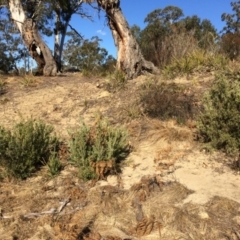 Grevillea arenaria subsp. arenaria at Oallen, NSW - 11 Jul 2018 01:25 PM