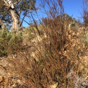 Daviesia squarrosa at Oallen, NSW - 11 Jul 2018 01:22 PM