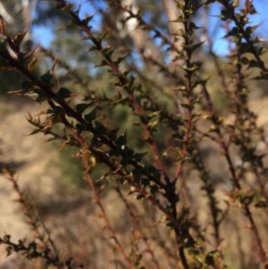 Daviesia squarrosa at Oallen, NSW - 11 Jul 2018 01:22 PM