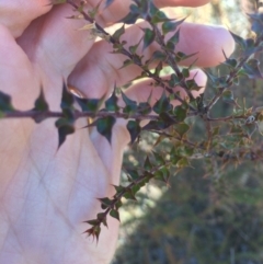 Daviesia squarrosa at Oallen, NSW - 11 Jul 2018 01:22 PM