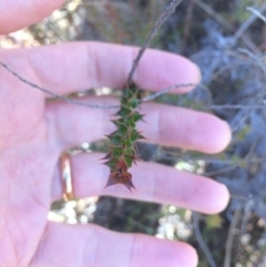 Daviesia squarrosa at Oallen, NSW - 11 Jul 2018