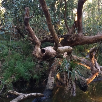 Native tree with hollow(s) (Native tree with hollow(s)) at Undefined - 13 Jul 2018 by Twobob