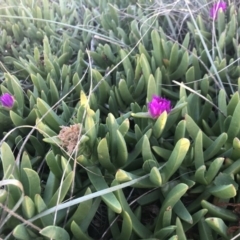 Carpobrotus glaucescens (Pigface) at Murramarang Aboriginal Area - 13 Jul 2018 by Winston