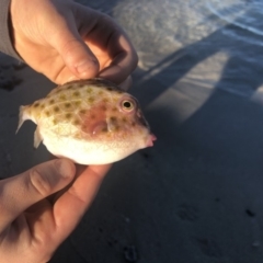Anoplocapros inermis (Eastern Smooth Boxfish) at Batemans Marine Park - 13 Jul 2018 by Winston