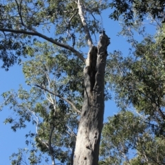 Native tree with hollow(s) (Native tree with hollow(s)) at Mogo State Forest - 13 Jul 2018 by nickhopkins