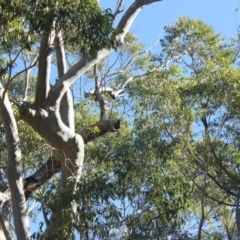 Native tree with hollow(s) (Native tree with hollow(s)) at Mogo State Forest - 13 Jul 2018 by nickhopkins