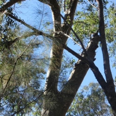 Native tree with hollow(s) (Native tree with hollow(s)) at Mogo State Forest - 13 Jul 2018 by nickhopkins