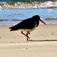 Haematopus longirostris (Australian Pied Oystercatcher) at Tanja, NSW - 17 Jun 2018 by RossMannell