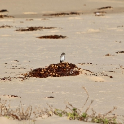 Microeca fascinans (Jacky Winter) at Tanja, NSW - 17 Jun 2018 by RossMannell