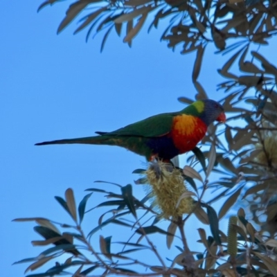 Trichoglossus moluccanus (Rainbow Lorikeet) at Tanja, NSW - 17 Jun 2018 by RossMannell