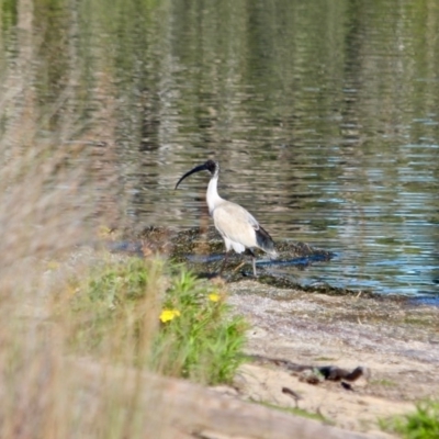 Threskiornis molucca (Australian White Ibis) at Tanja, NSW - 17 Jun 2018 by RossMannell