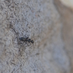 Colobopsis gasseri at Wamboin, NSW - 30 Apr 2018 04:02 PM