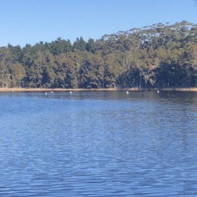 Pelecanus conspicillatus (Australian Pelican) at Meroo National Park - 14 Jul 2018 by Winston