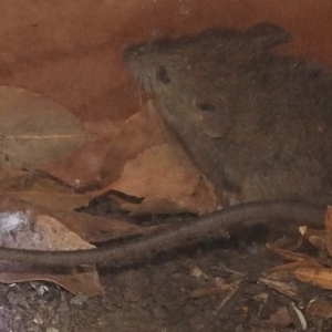 Rattus rattus at Fadden, ACT - 10 Mar 2018 07:48 PM