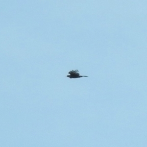 Aquila audax at Michelago, NSW - 25 Apr 2018 11:44 AM