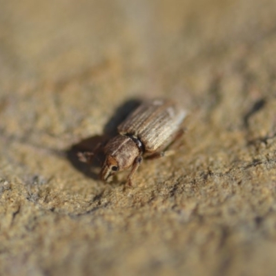 Listroderes delaiguei (Subterranean Clover Weevil) at Wamboin, NSW - 30 Apr 2018 by natureguy