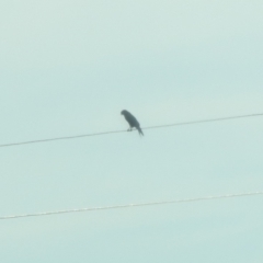 Unidentified Bird of prey at Colinton, NSW - 25 Apr 2018 by YumiCallaway