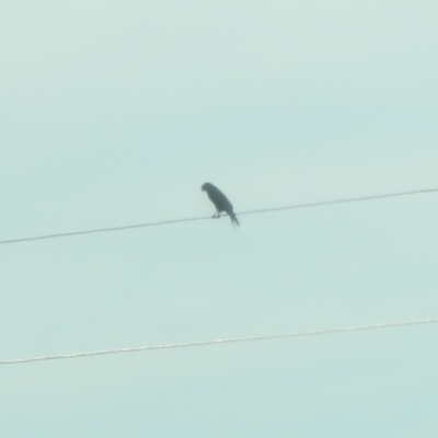 Unidentified Bird of prey at Colinton, NSW - 25 Apr 2018 by YumiCallaway